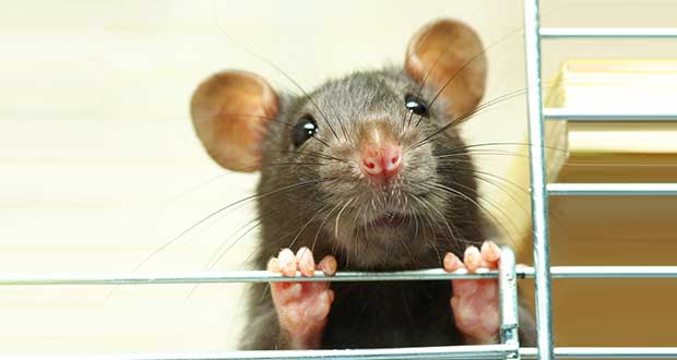rat-cages-or-playgrounds