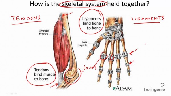 ligaments